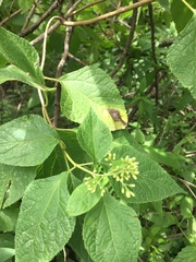 Lorentzianthus viscidus