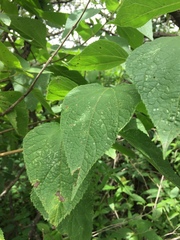 Lorentzianthus viscidus