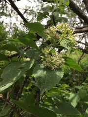 Lorentzianthus viscidus