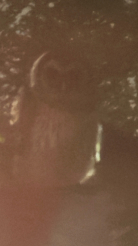 Barred Owl observed by bobolobo