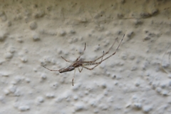 Tetragnatha montana