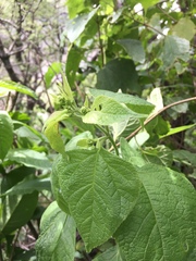 Lorentzianthus viscidus