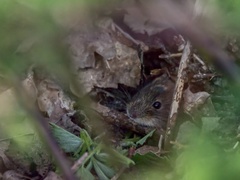 Clethrionomys glareolus