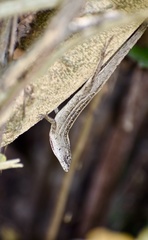 Anolis sagrei