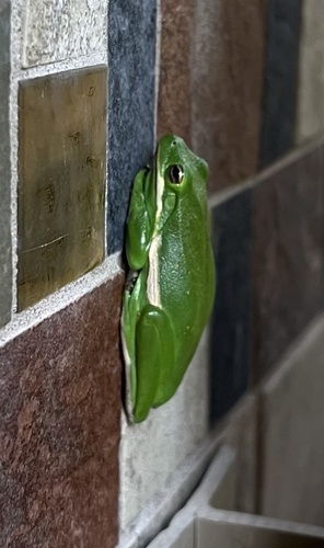 Green Treefrog observed by falcmsn