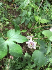 Passiflora morifolia