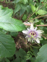 Passiflora morifolia