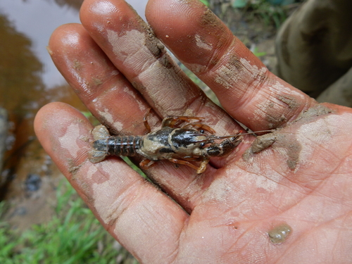 devil crawfish