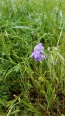 Dipterostemon capitatus