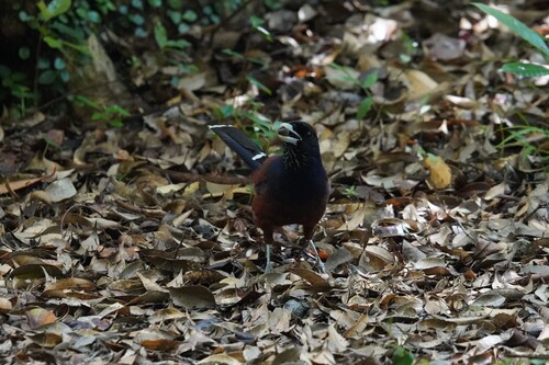 Garrulus lidthi observed 2026-05-30