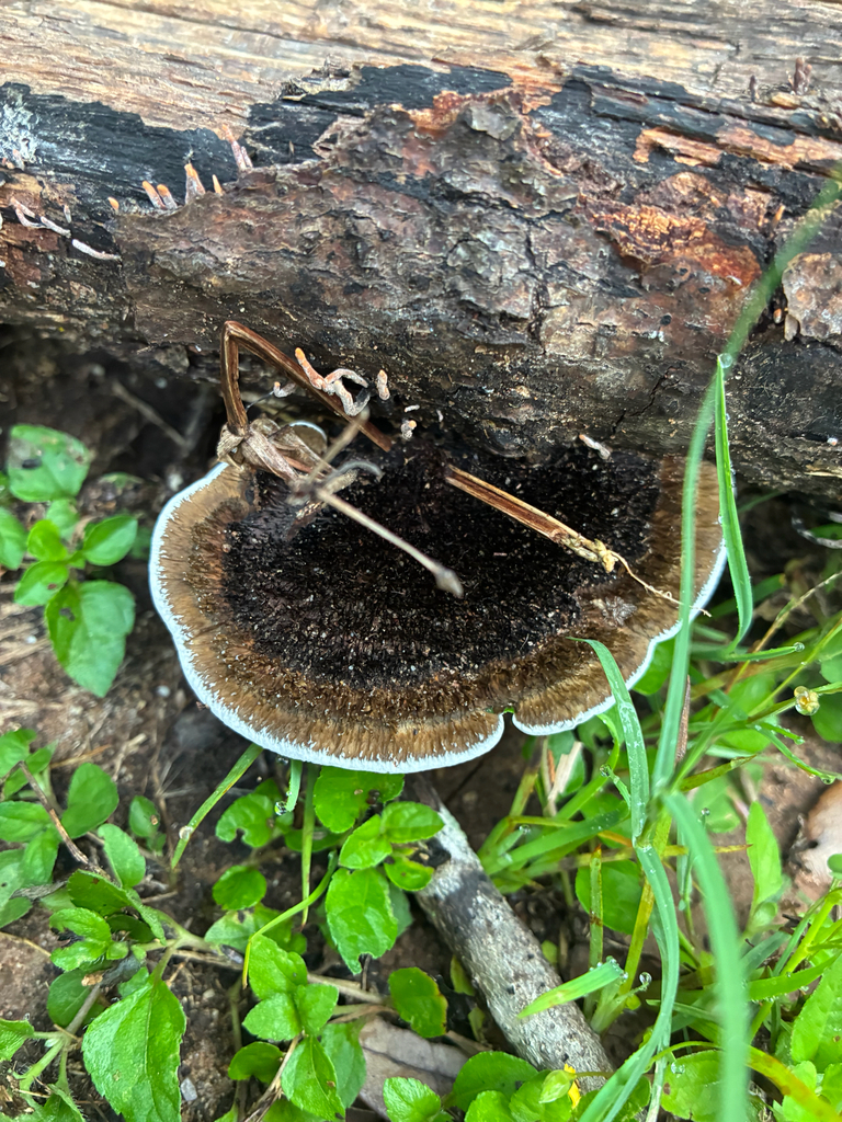Hairy Hexagonia · June 2026 · photo: Photo: (c) Aubrey French, some rights reserved (CC BY) · iNaturalist