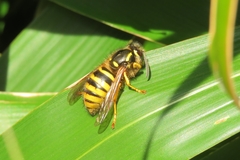 Dolichovespula sylvestris