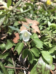 Anemonoides quinquefolia