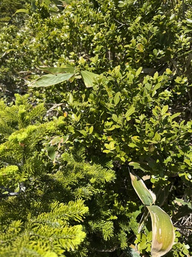 Ilex sugerokii iNat (2)