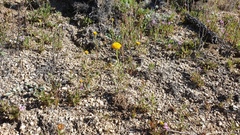 Chaenactis glabriuscula glabriuscula