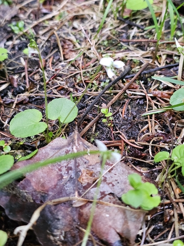 Viola minuscula, photograph 2