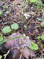 Viola minuscula, photograph (c) Ian Adams, some rights reserved (CC BY)