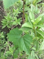 Passiflora morifolia