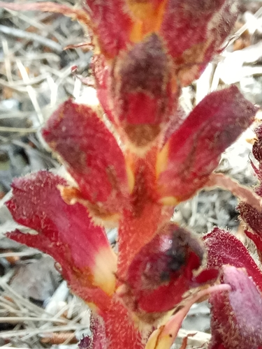 Image of Orobanche variegata by (c) Karim Haddad, some rights reserved (CC BY)