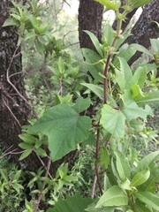 Passiflora morifolia