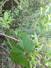 Passiflora morifolia