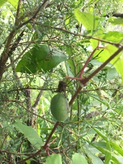 Passiflora morifolia