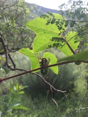 Passiflora morifolia