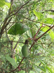 Passiflora morifolia