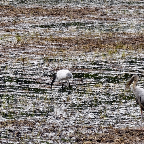 Black-headed Ibis