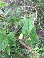 Passiflora morifolia