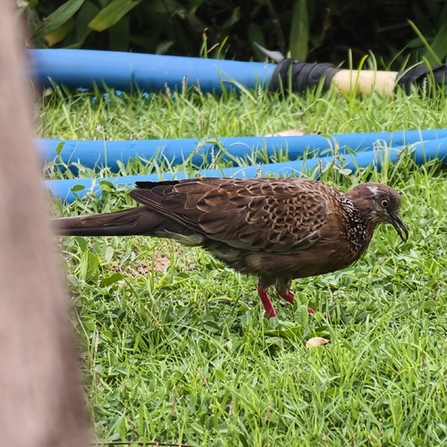 Spotted Dove