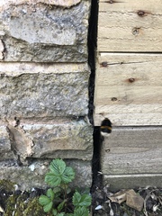 Bombus