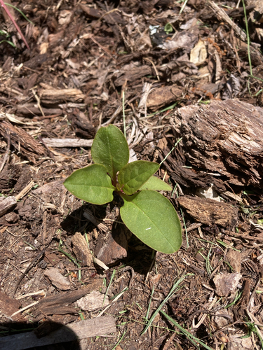 American pokeweed