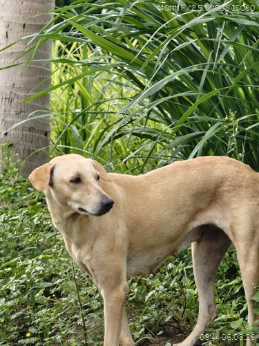 Domestic Dog observed by sevvaambal