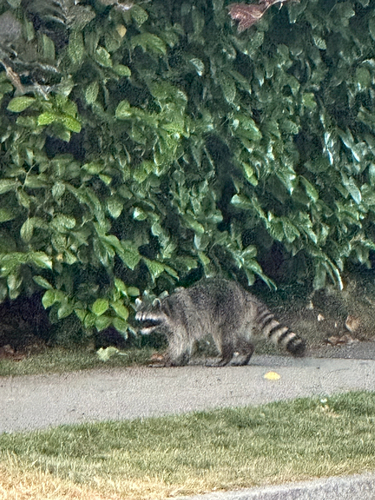 Common Raccoon observed by kristinop