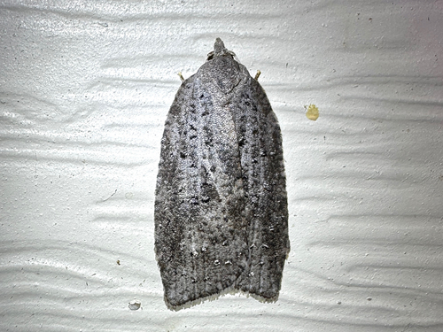 White-lined Leafroller Moth photo 5