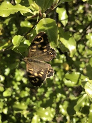Pararge aegeria