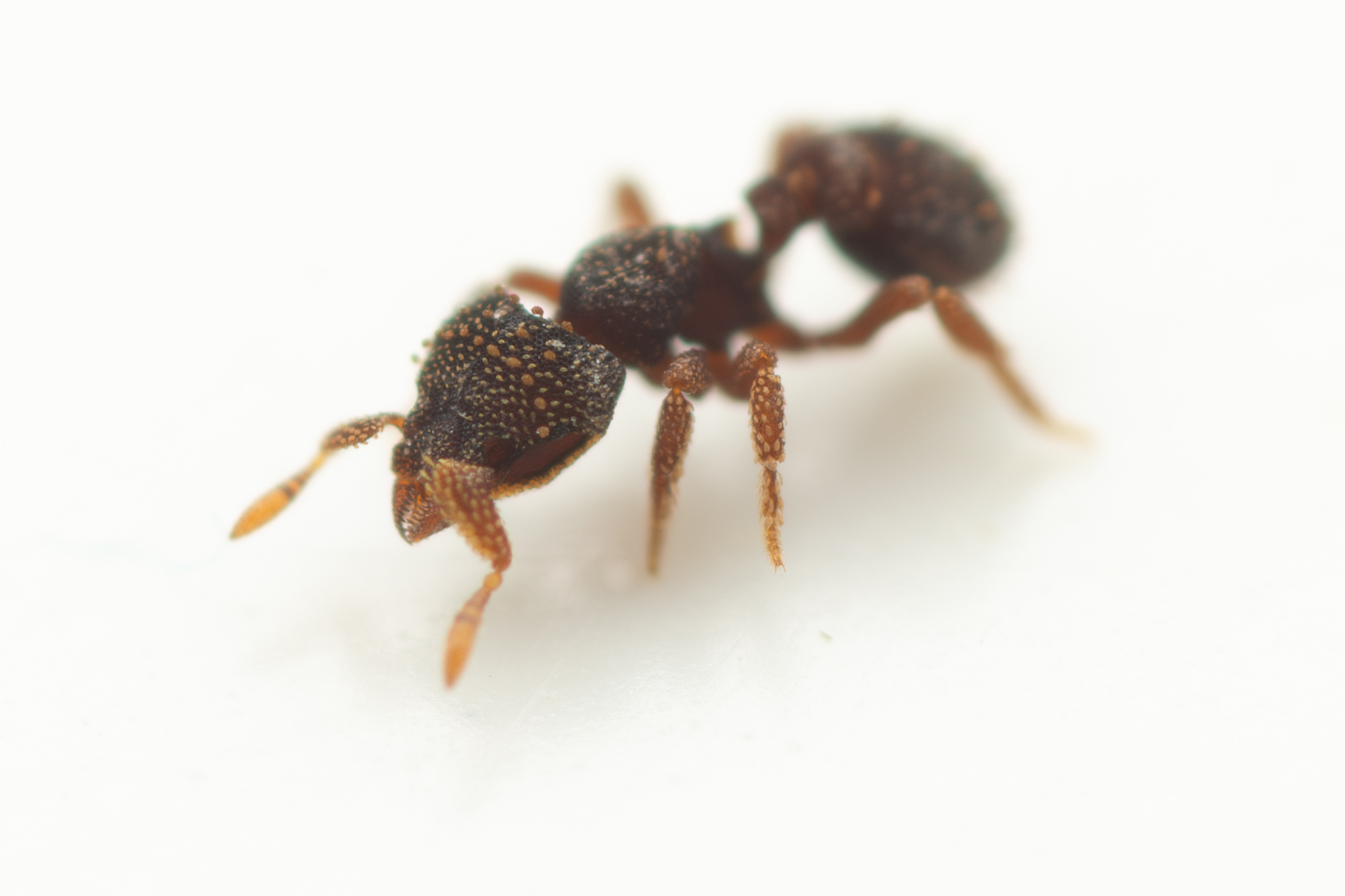 Eurhopalothrix australis