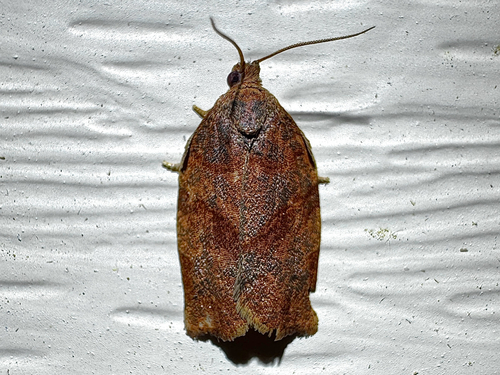 Oblique-banded Leafroller Moth photo 5