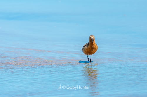 Red Knot