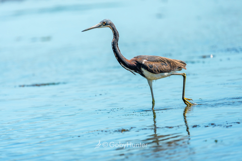 Tricolored Heron