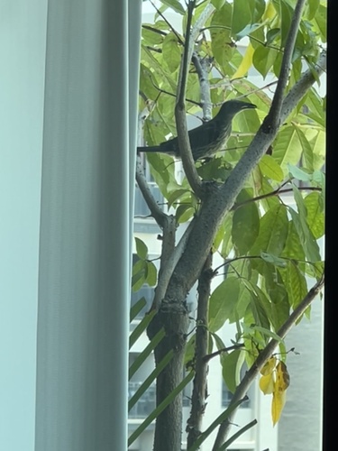 Asian Glossy Starling