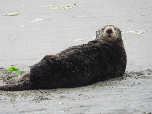 Southern Sea Otter observed by diomedea_exulans_li