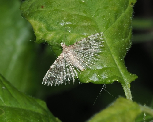 Twenty-plume Moth
