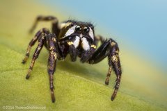 Metaphidippus manni