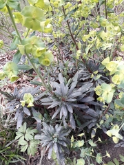 Euphorbia amygdaloides