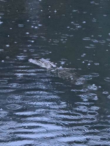 American Alligator observed by pufferchung