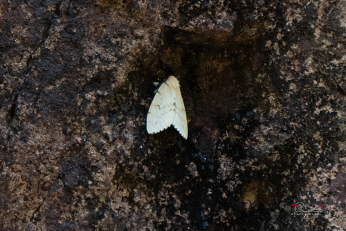 Spongy Moth
