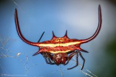 Gasteracantha falcicornis