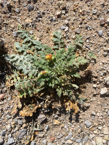 desert evening-primrose